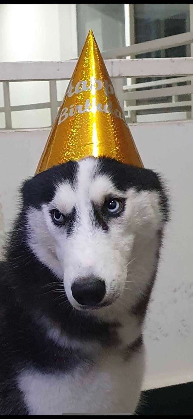 Siberian Husky Dogs For Mating In Hyderabad