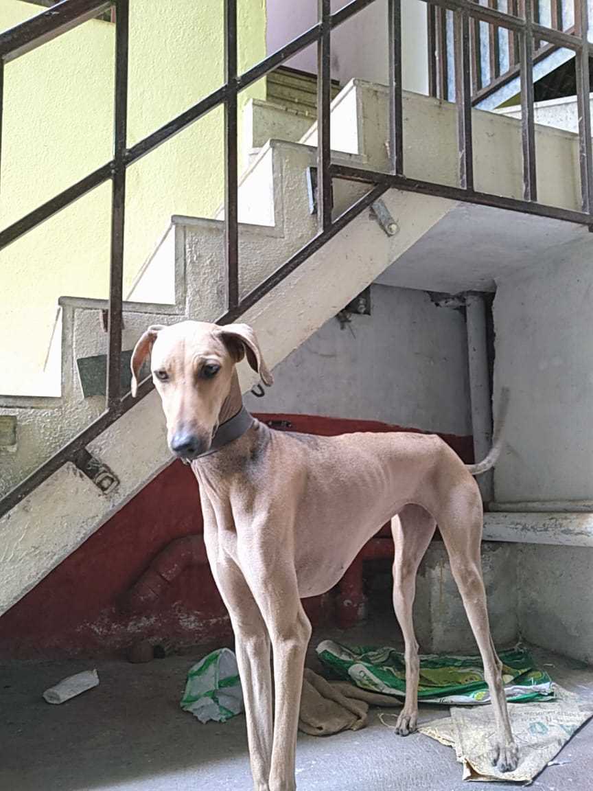 Saluki Dogs For  Mating In Sivaganga