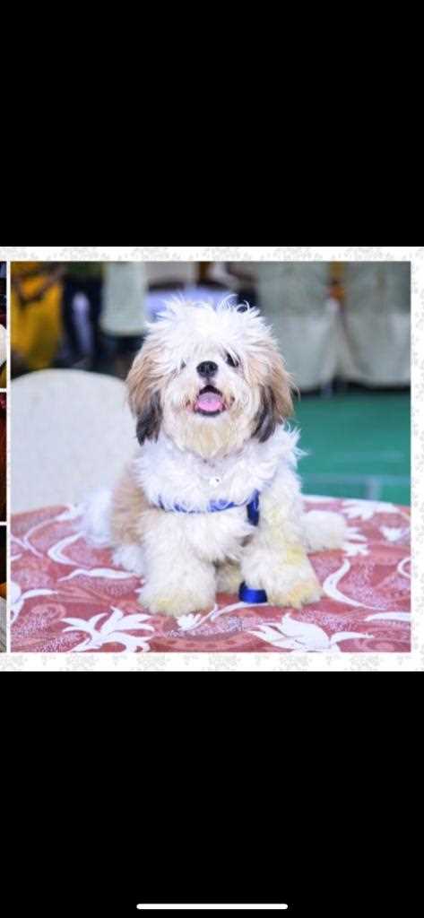 Shih Tzu Dogs For  Mating In Hyderabad