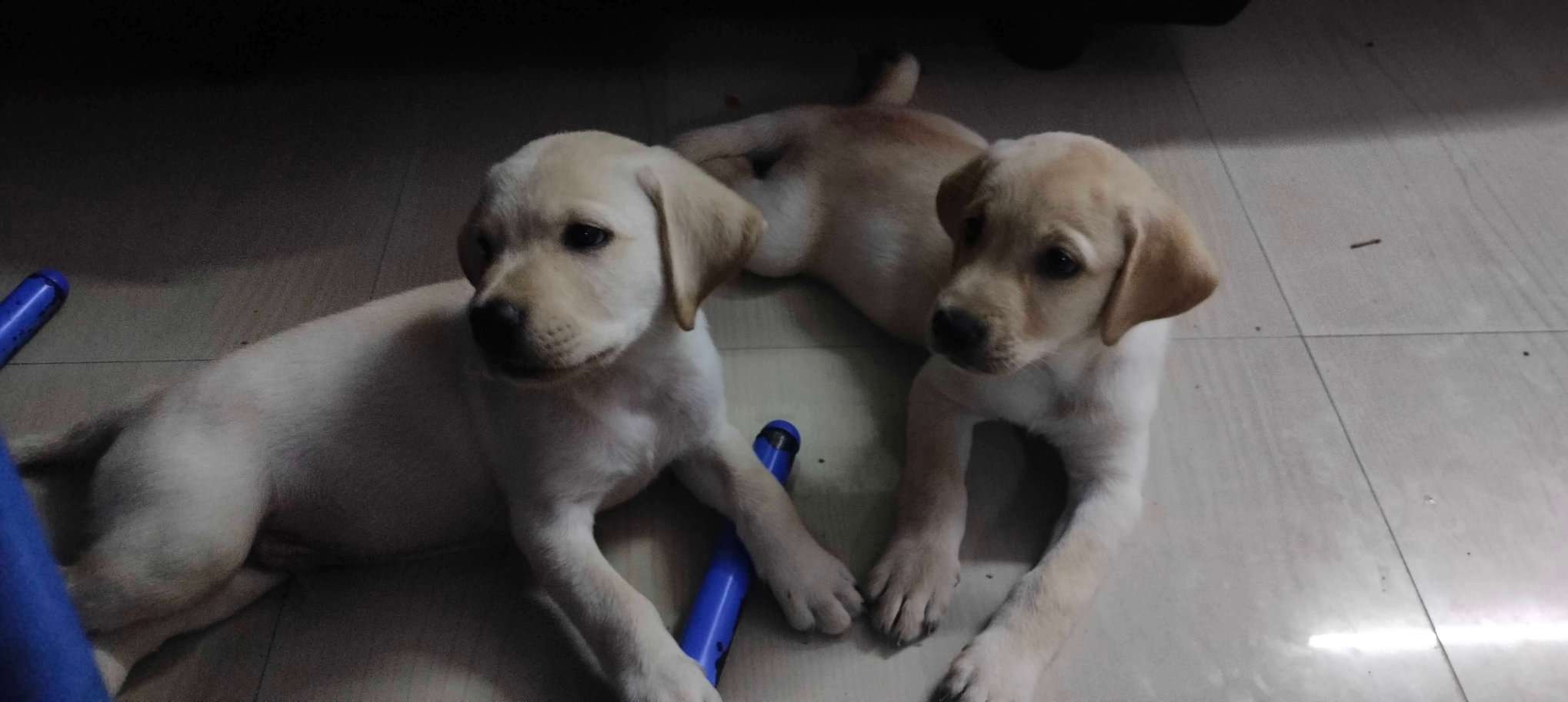 Labrador Retriever For Sale In Chennai