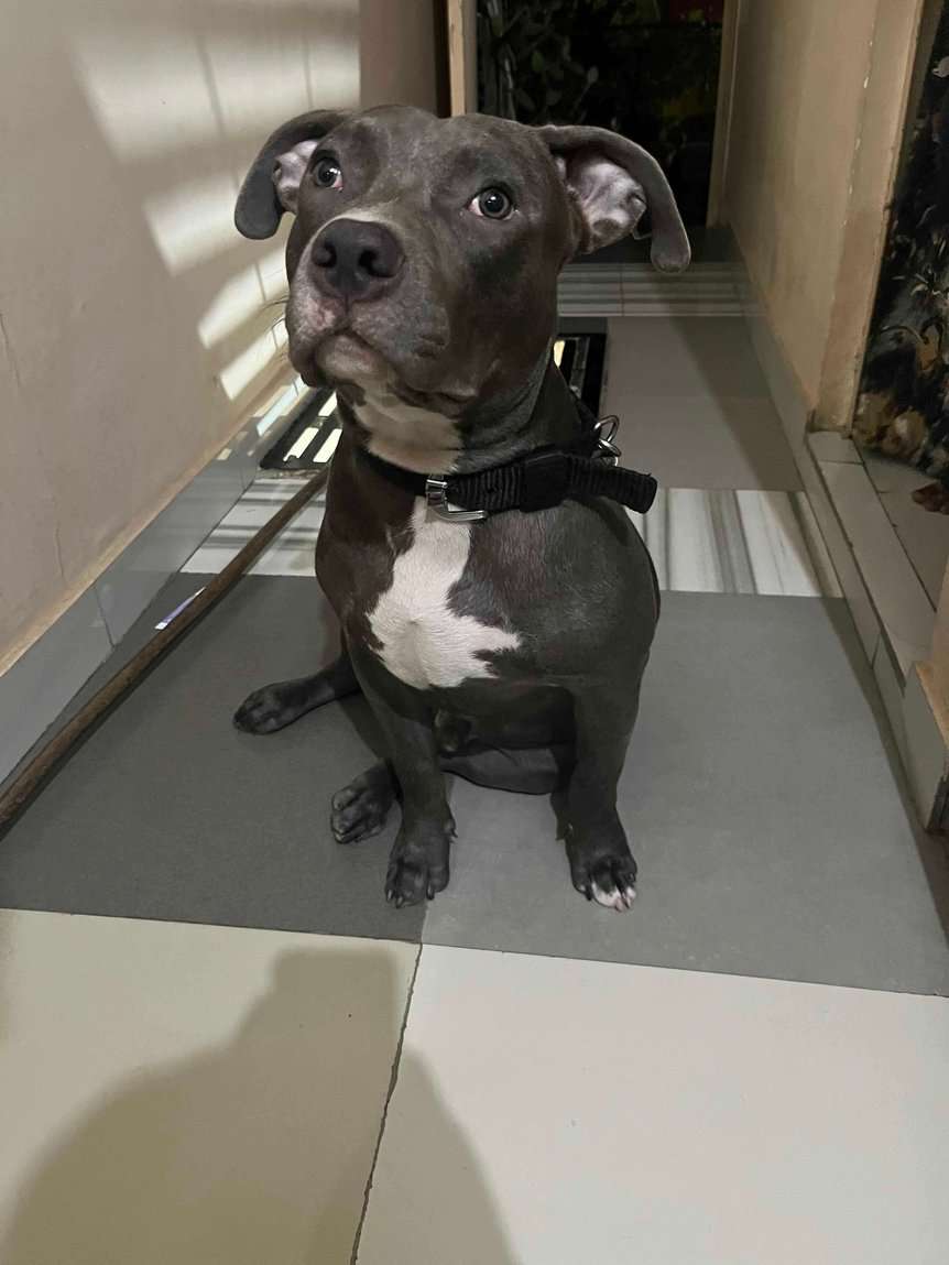 American Bully Dogs For Mating In Delhi