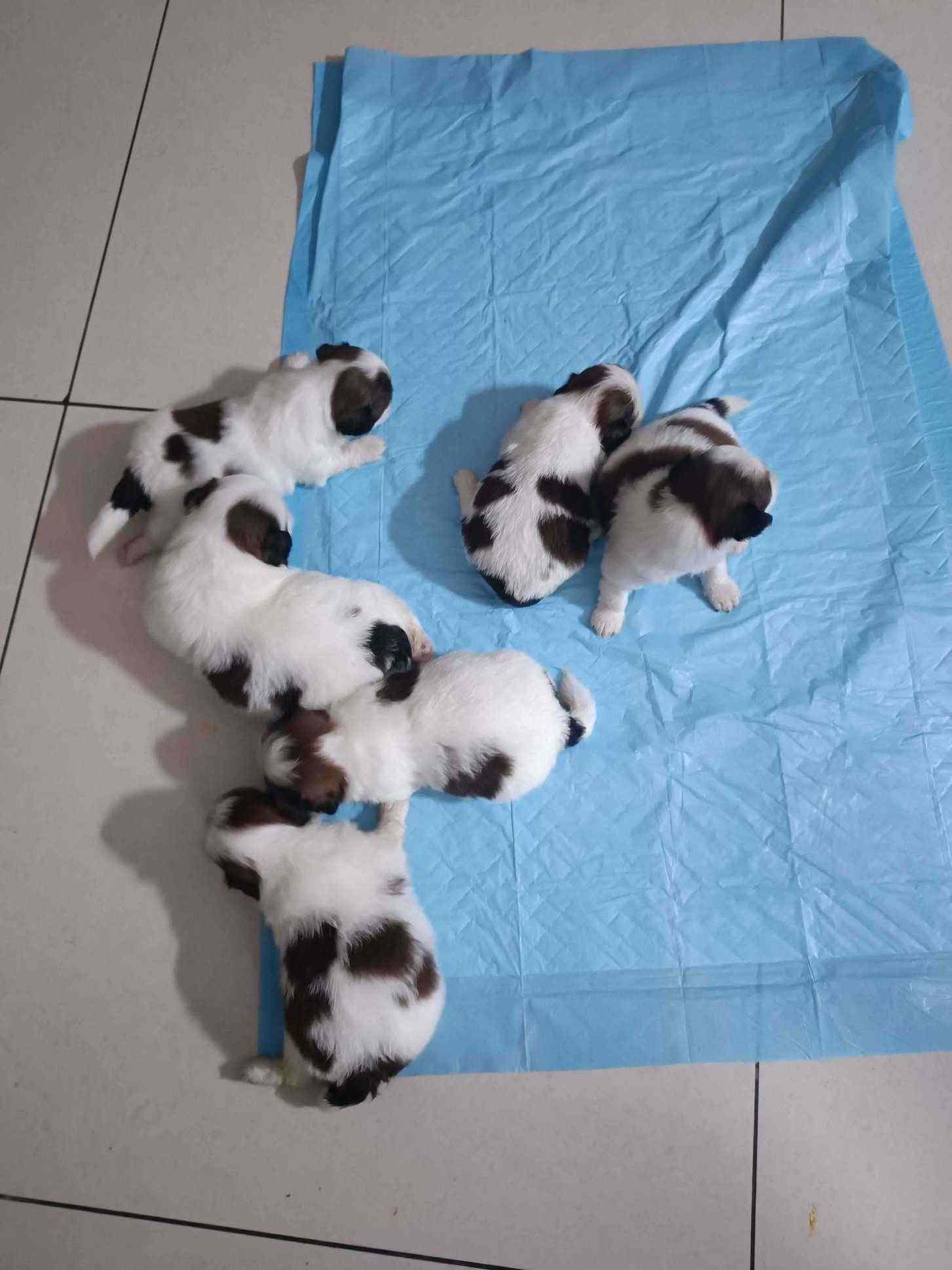 Shih Tzu For Sale In Bangalore