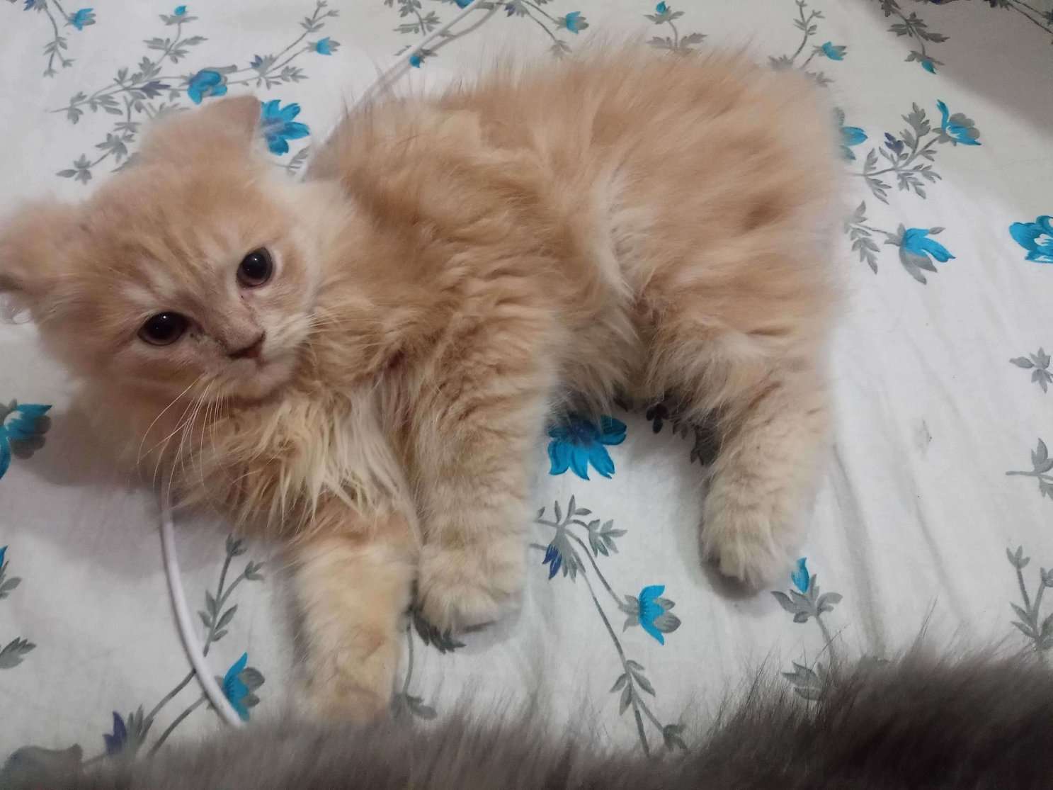 Persian For Sale In Bangalore