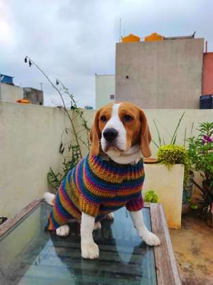 Beagle Dogs For Mating In Bangalore
