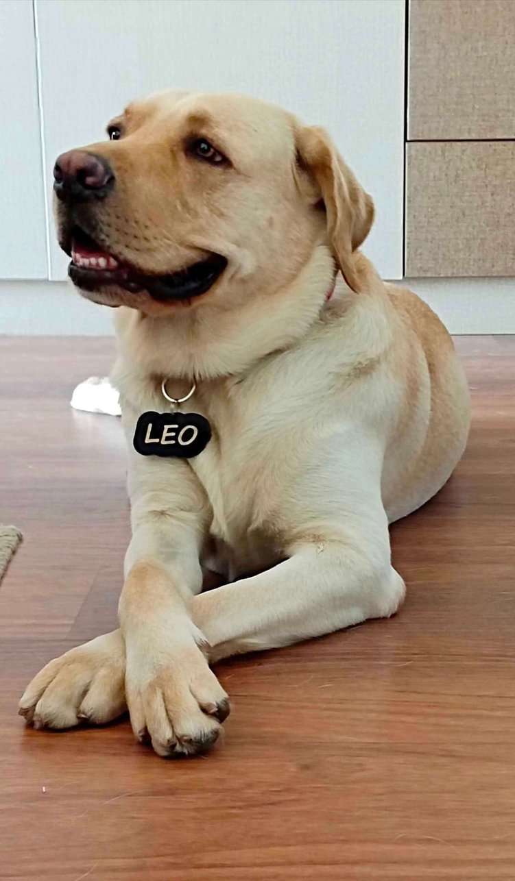 Labrador Retriever Dogs For  Mating In Bangalore