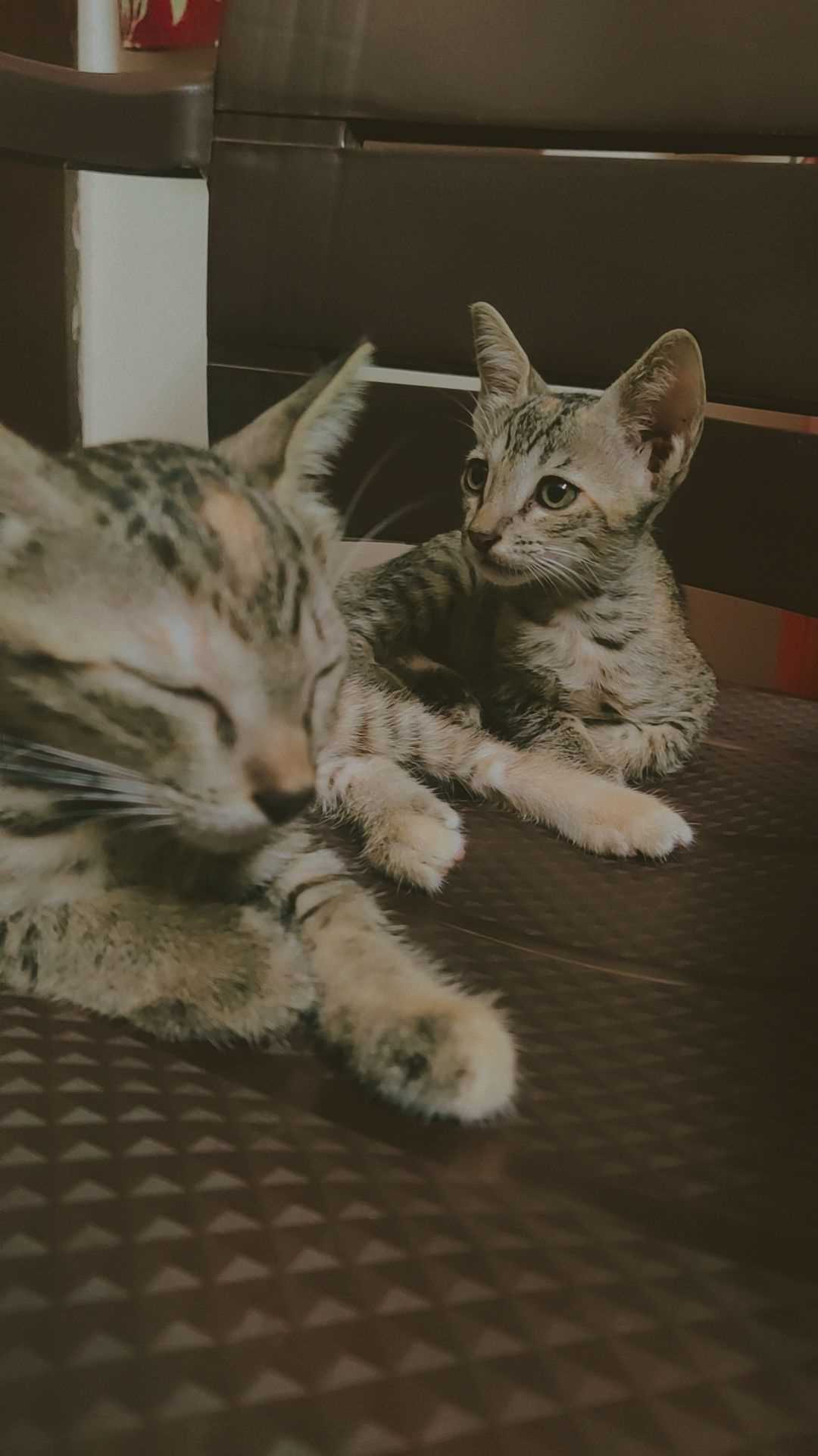 Indian Breed For Adoption In Delhi