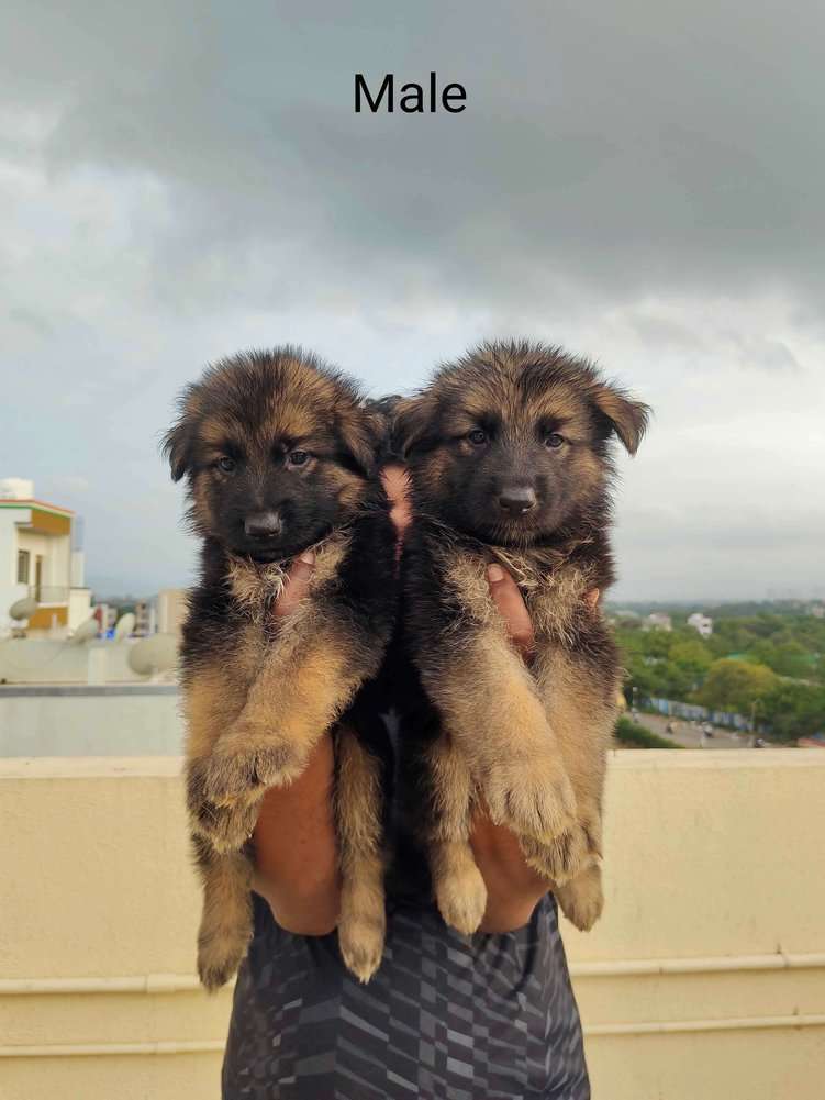 Small german shepherd puppies for best sale sale