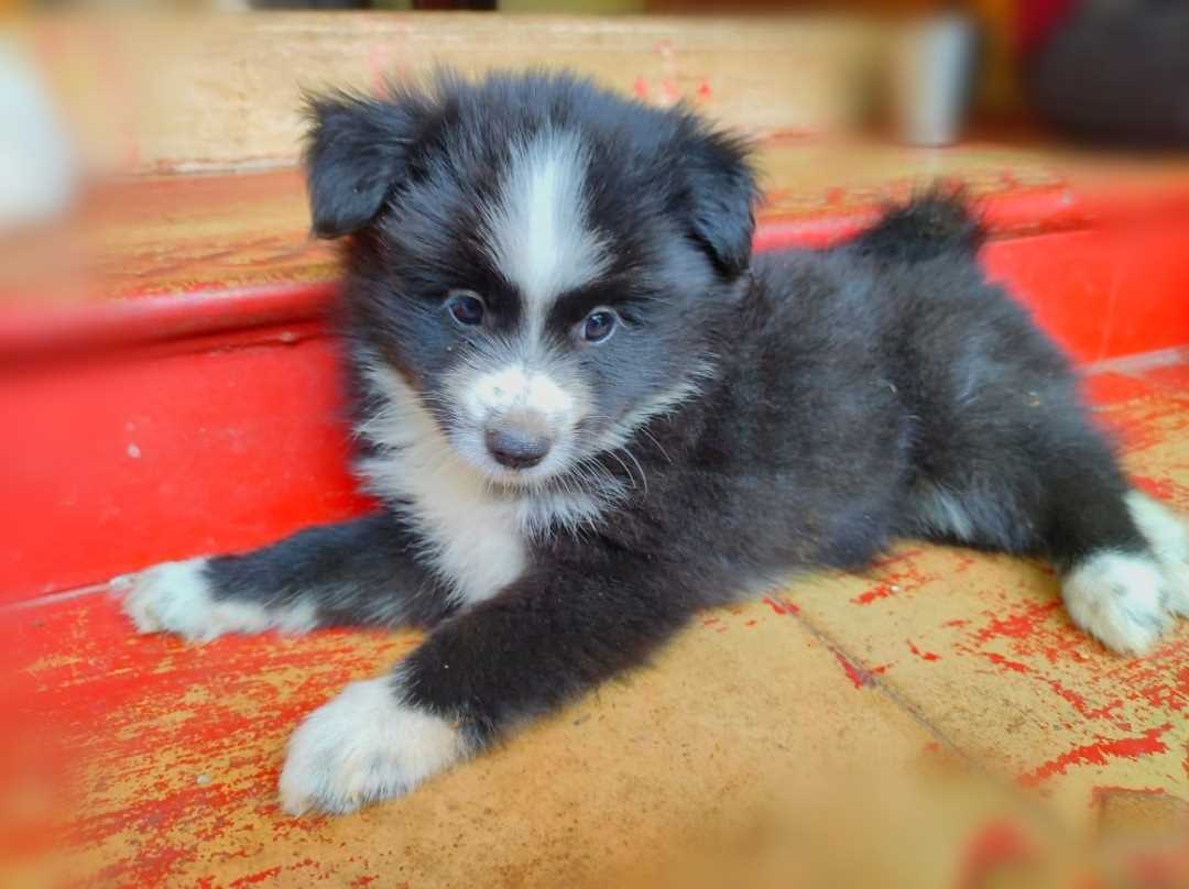Pomeranian For Sale In Krishnagiri