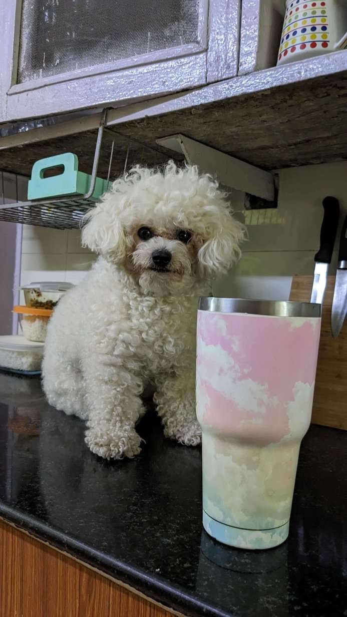 Bichon Frise Dogs For  Mating In Indore