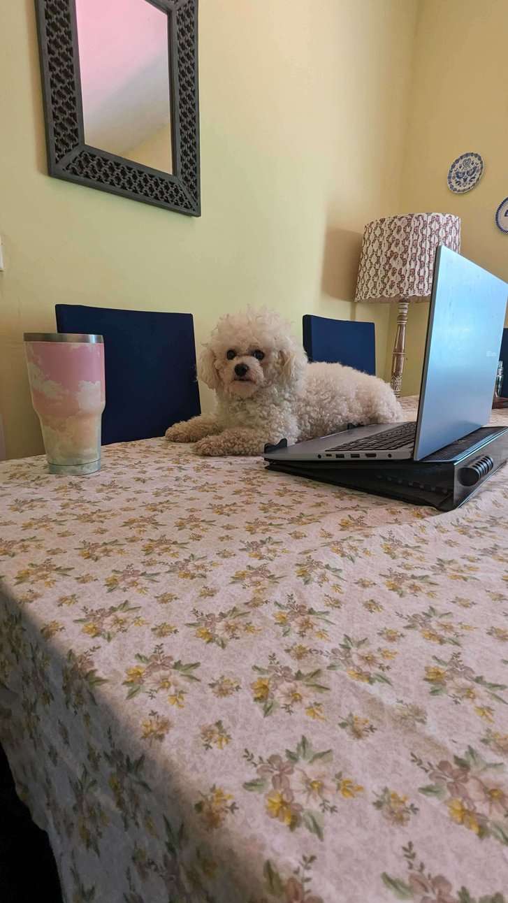 Bichon Frise Dogs For  Mating In Indore