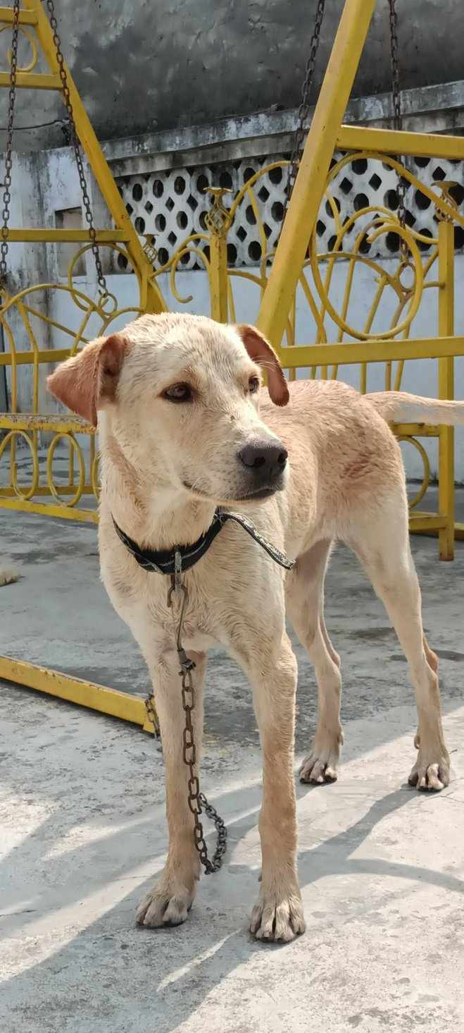 Labrador Retriever For Adoption In Meerut