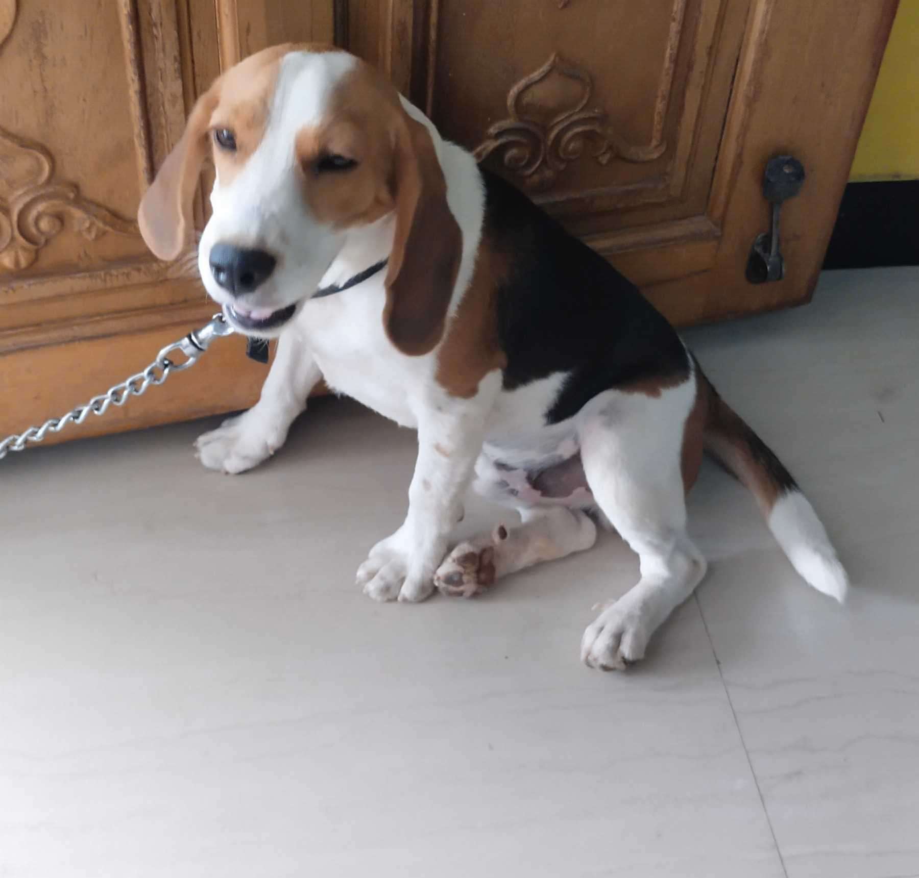 Beagle For Sale In Tirupper