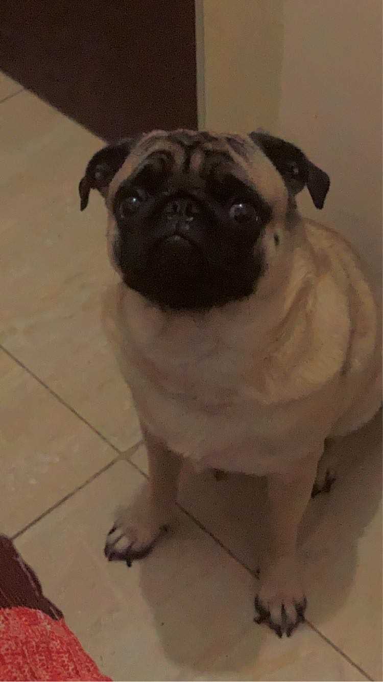 Pug Dogs For Mating In Delhi
