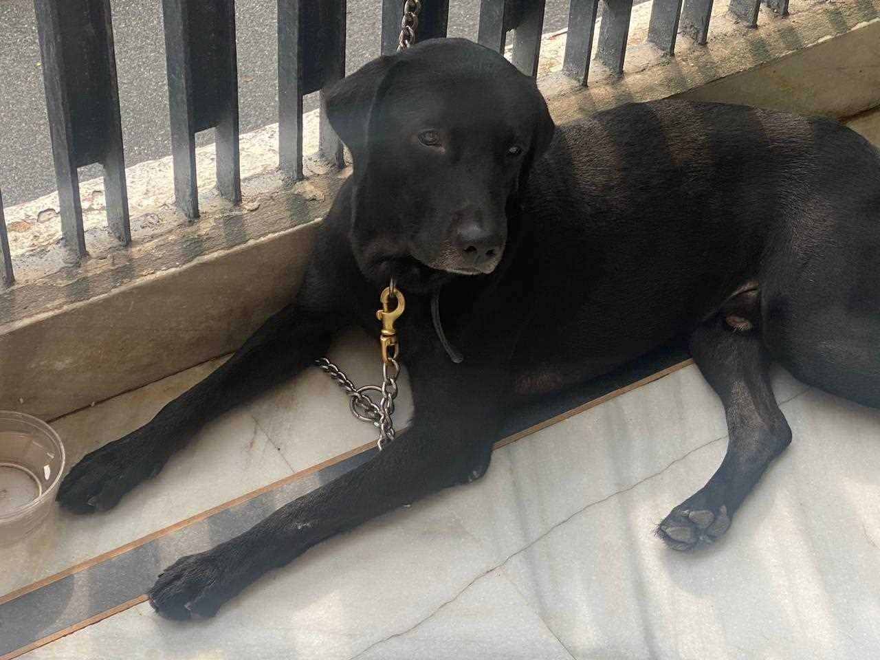 Labrador Retriever For Adoption In Delhi