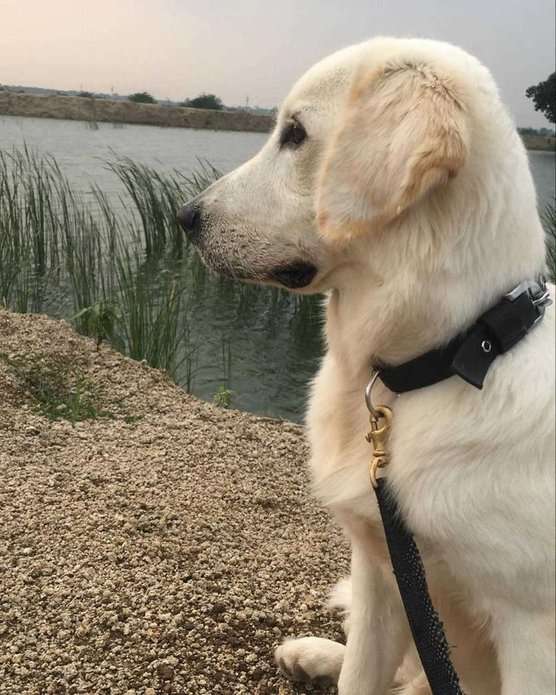 Golden Retriever Dogs For  Mating In Guntur