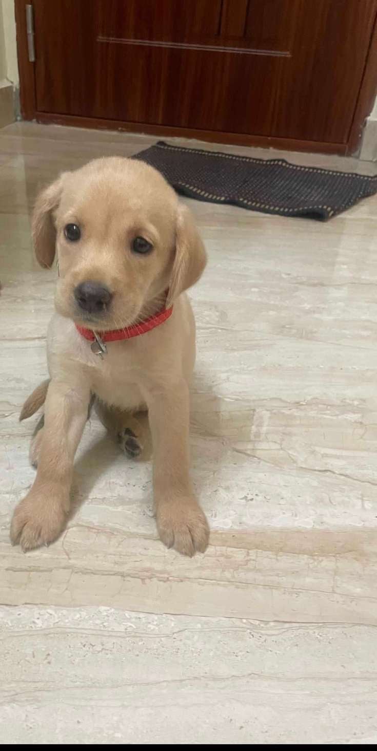 Labrador Retriever For Sale In Chennai