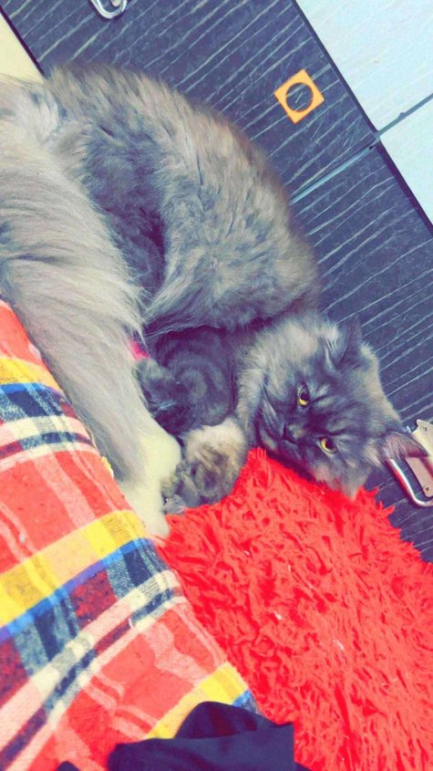 Persian Dogs For  Mating In Bangalore