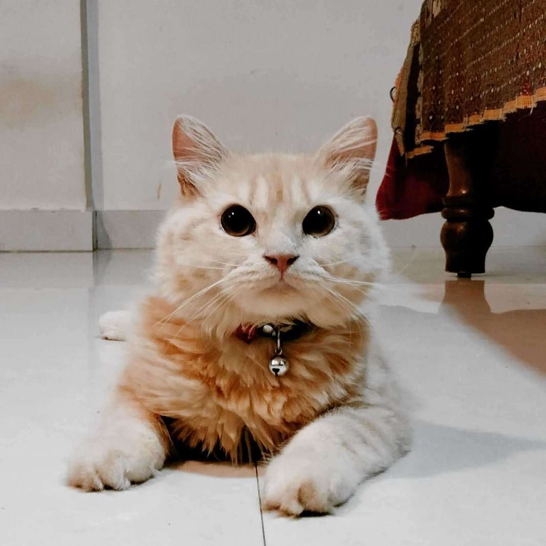 Persian For Sale In Bangalore
