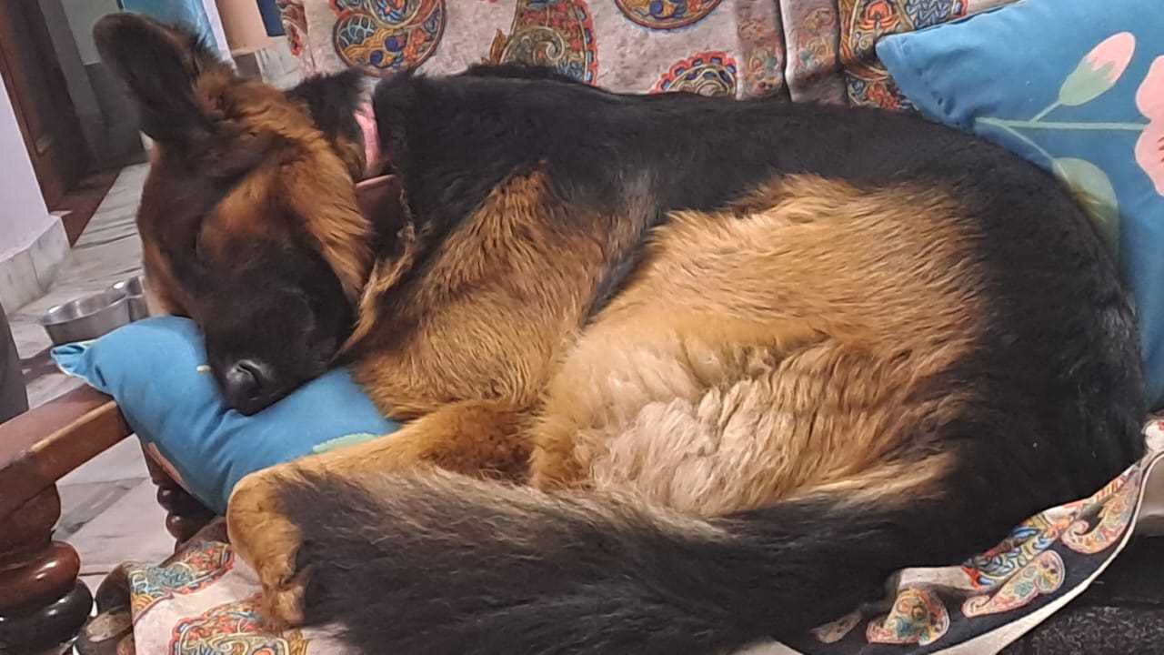 German Shepherd Dogs For Mating In Mathura