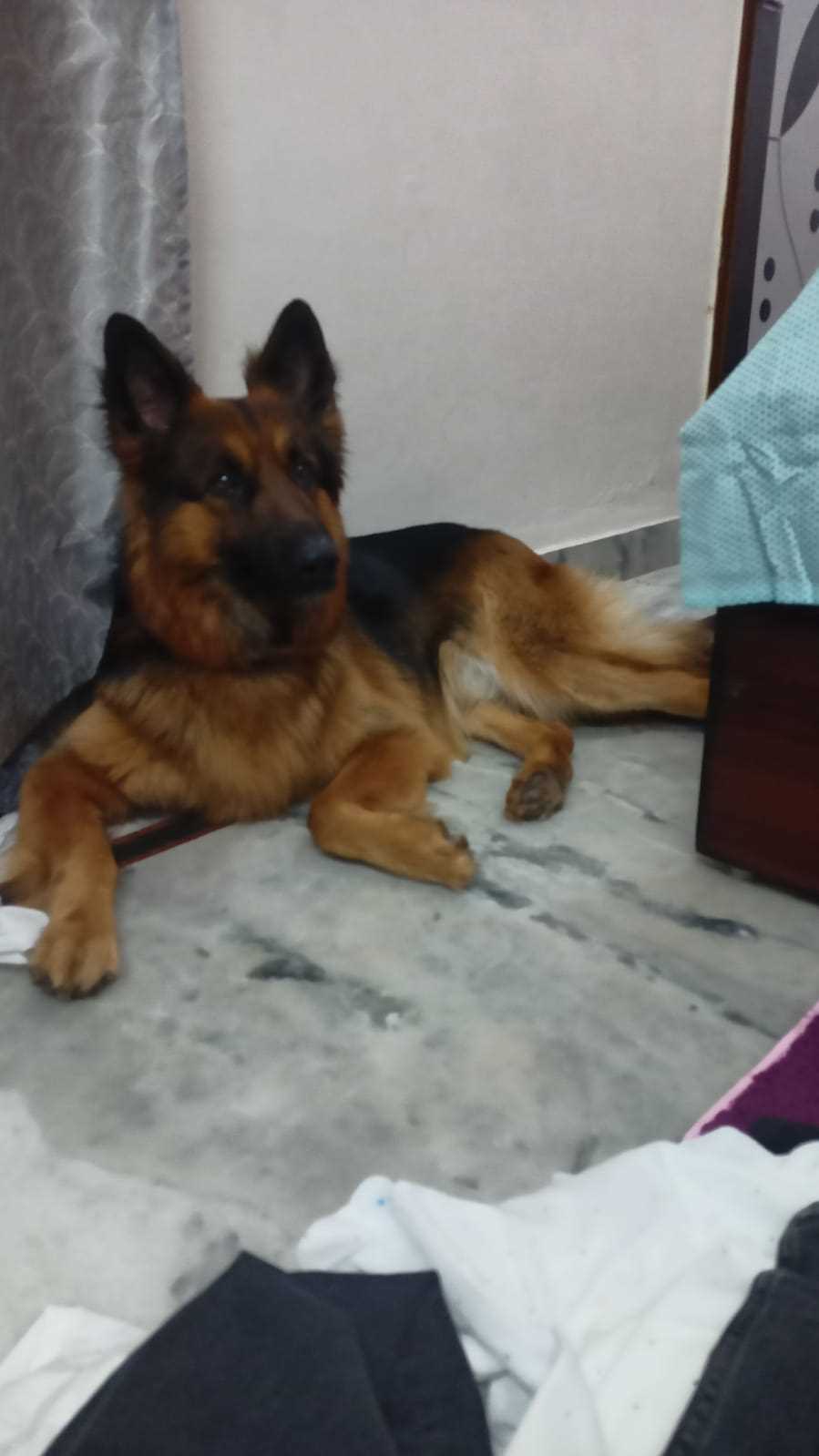 German Shepherd Dogs For Mating In Mathura
