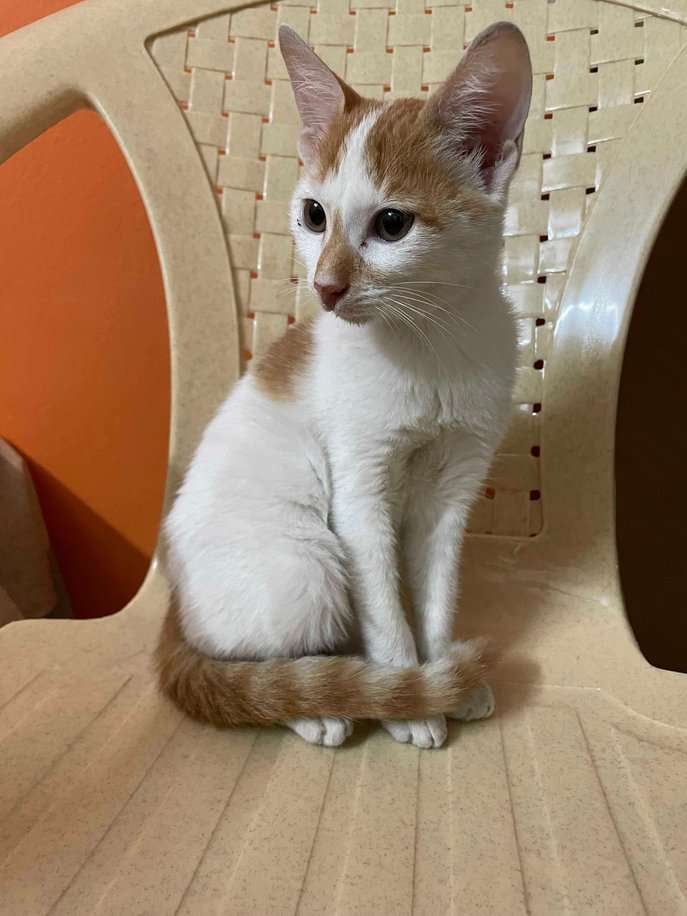 Indian Breed For Adoption In Hyderabad