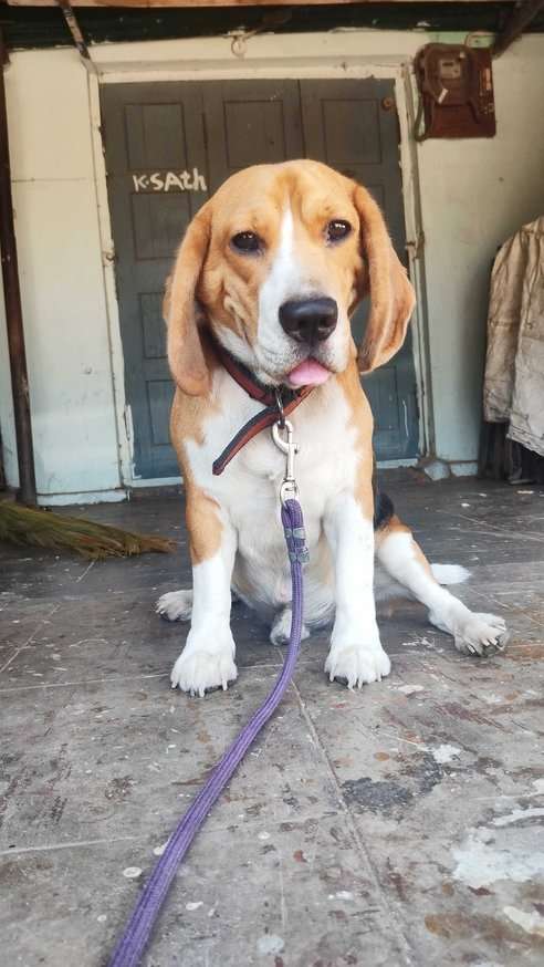 Beagle Dogs For Mating In Visakhapatnam