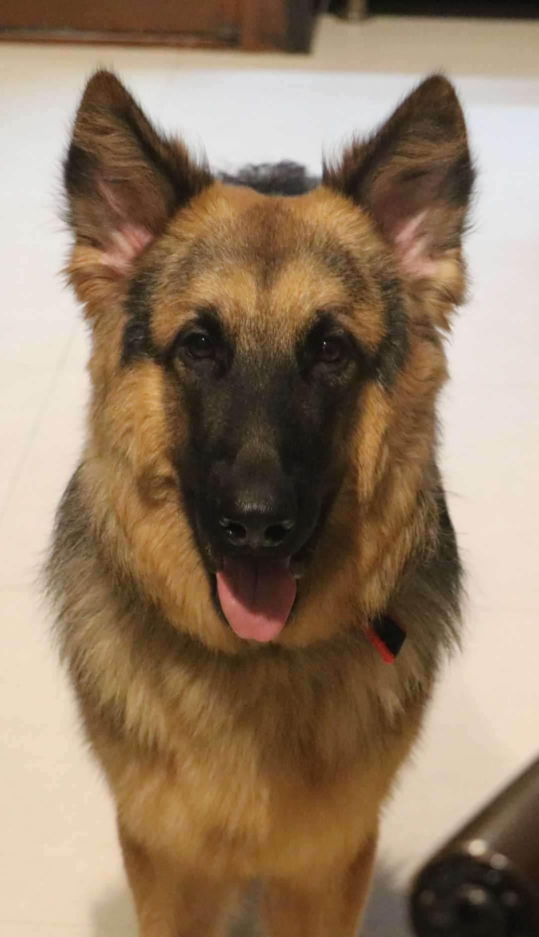 German Shepherd Dogs For  Mating In Delhi