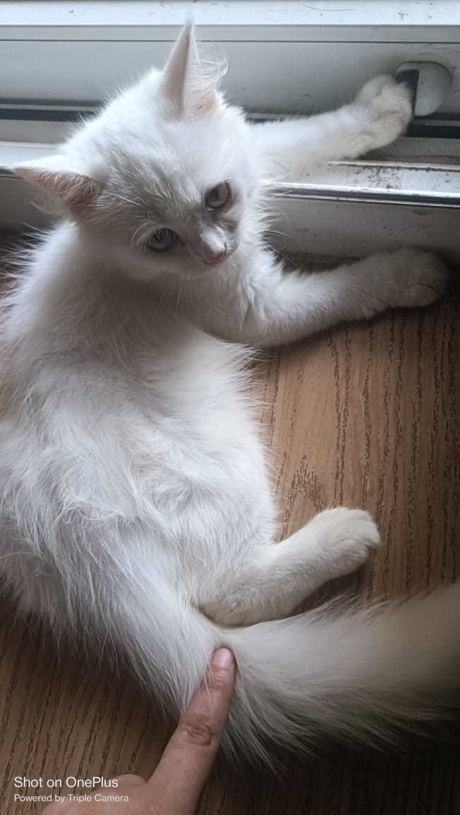Persian For Sale In Delhi