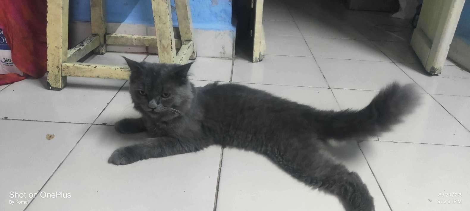 Persian For Sale In Pune