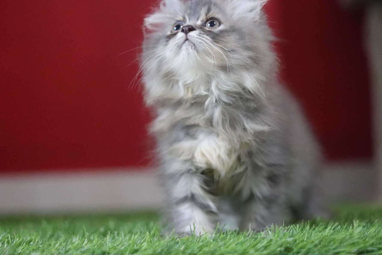 Persian For Sale In Calicut