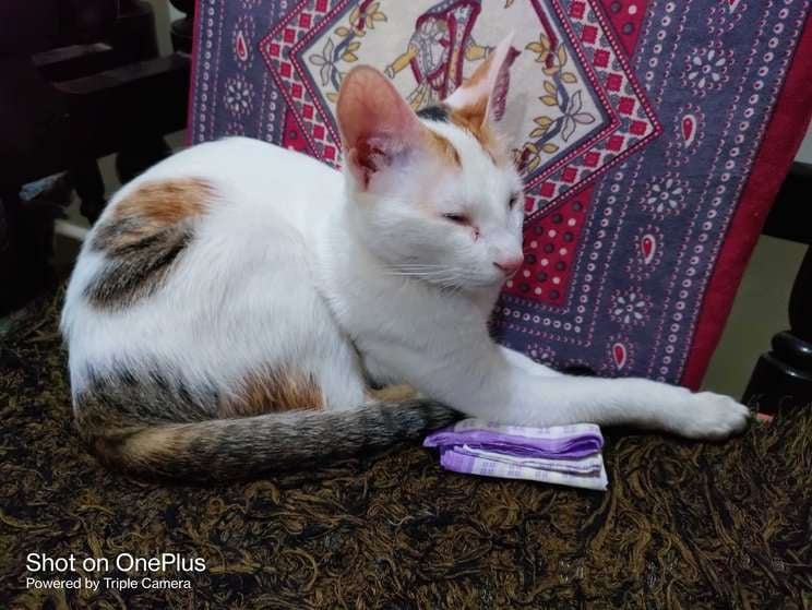 Indian Breed For Adoption In Nagpur
