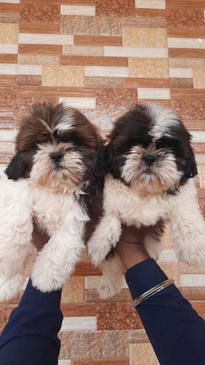 Shih Tzu For Sale In Madhubani