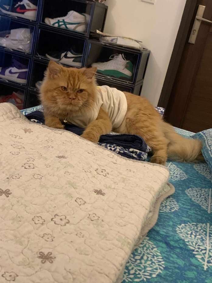 Persian For Adoption In Delhi