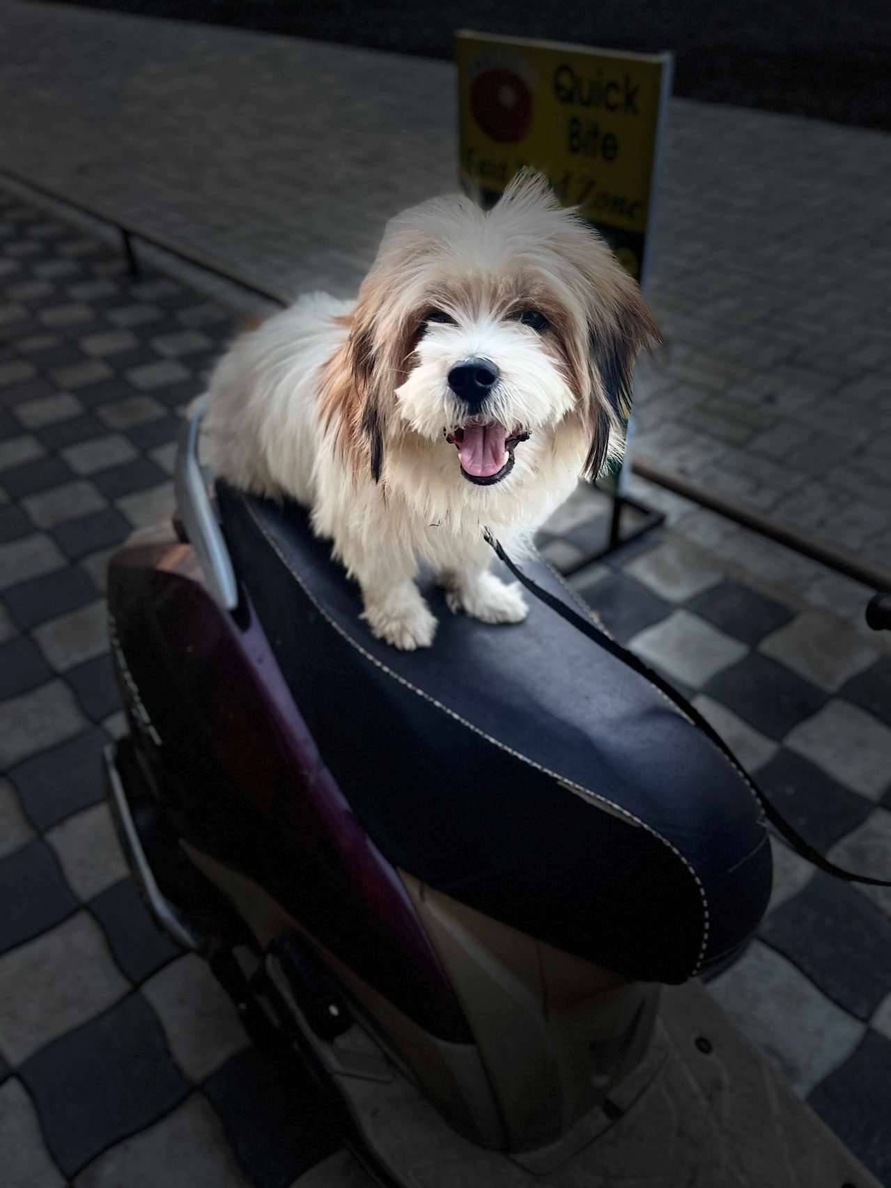 Lhasa Apso Dogs For  Mating In Vadodara