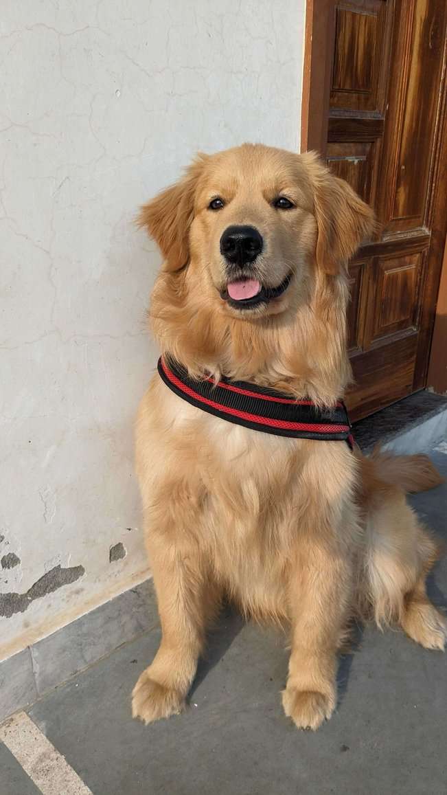 Golden Retriever Dogs For  Mating In Delhi