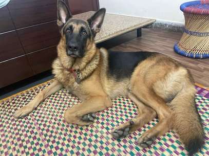 German Shepherd Dogs For  Mating In Delhi