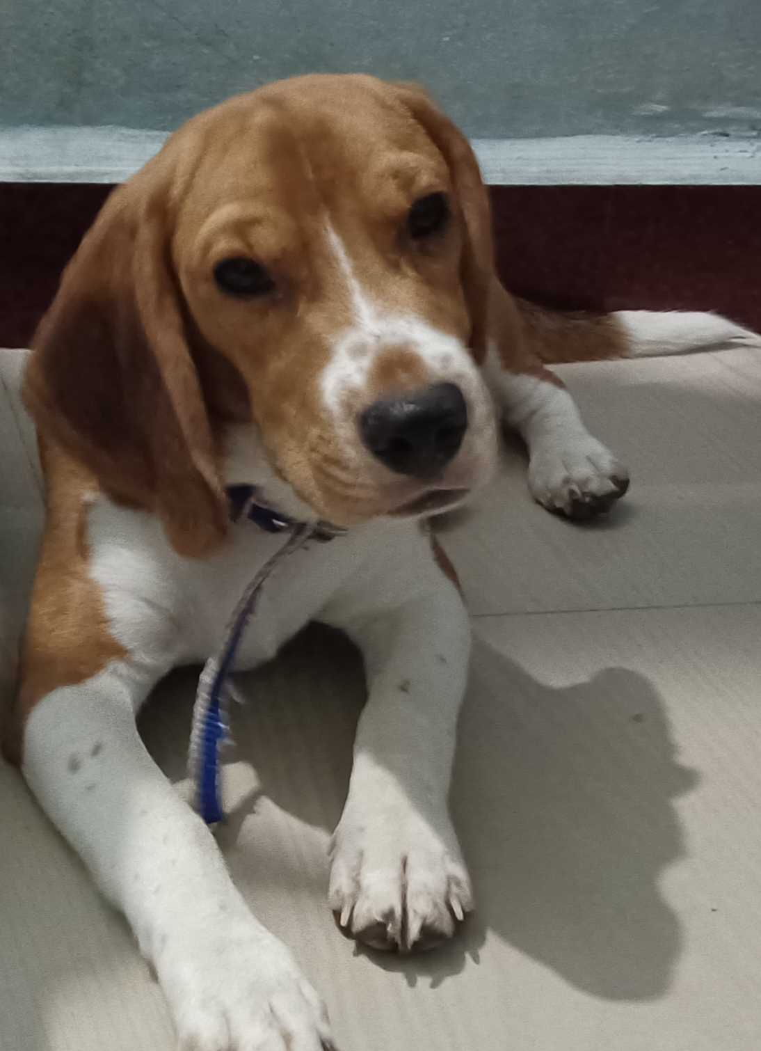 Beagle Dogs For  Mating In Chennai