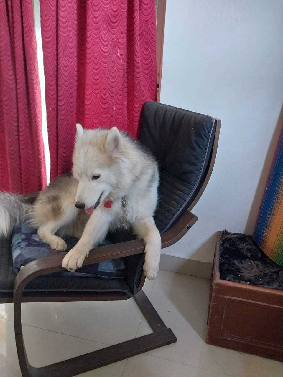 Siberian Husky Dogs For Mating In Pune