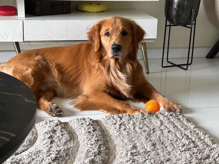 Golden Retriever Dogs For Mating In Mumbai
