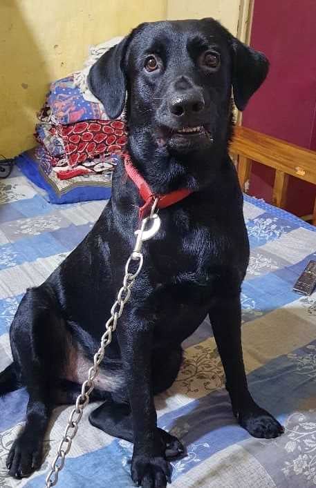 Labrador Retriever Dogs For Mating In Bhubaneswar