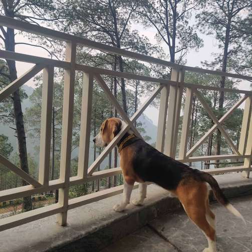 Beagle Dogs For Mating In Lucknow
