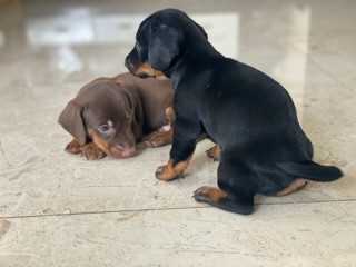 Dachshund For Sale In Mumbai
