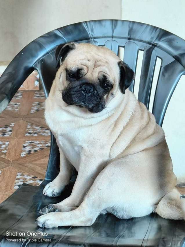 Pug Dogs For Mating In Hathras