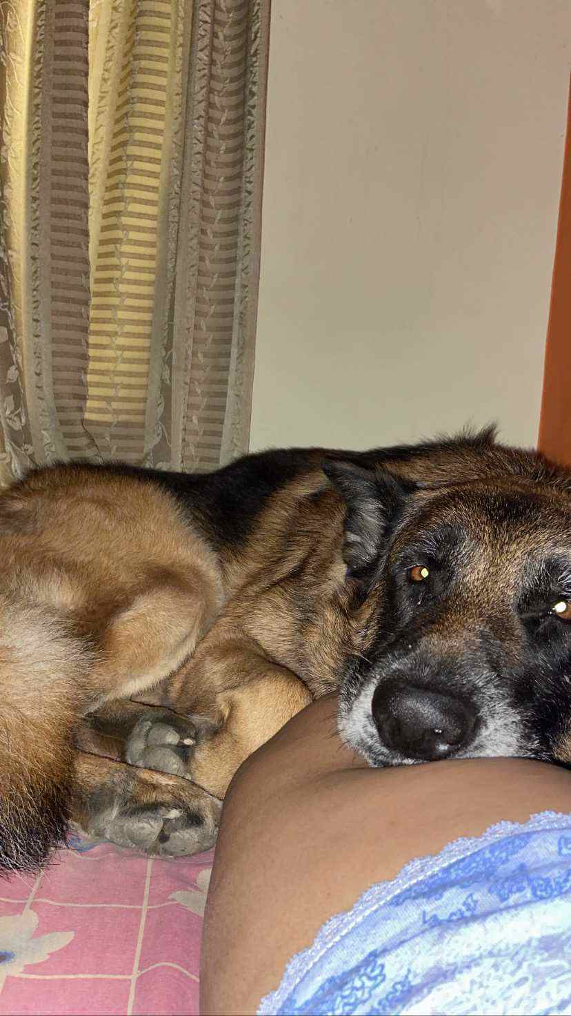 German Shepherd Dogs For Mating In Bangalore