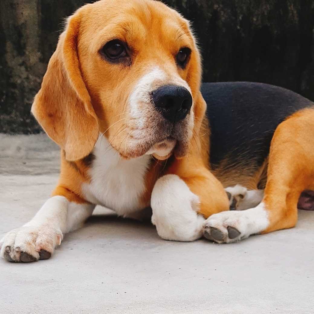 Beagle Dogs For Mating In Kolkata