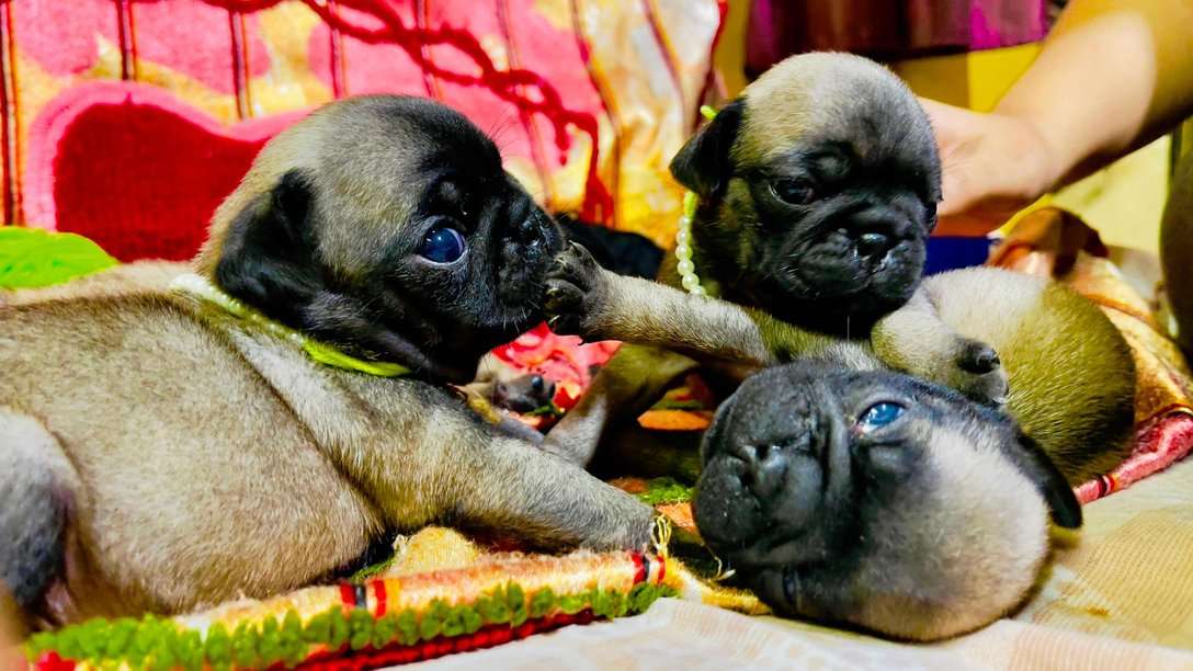Pug For Sale In Bangalore