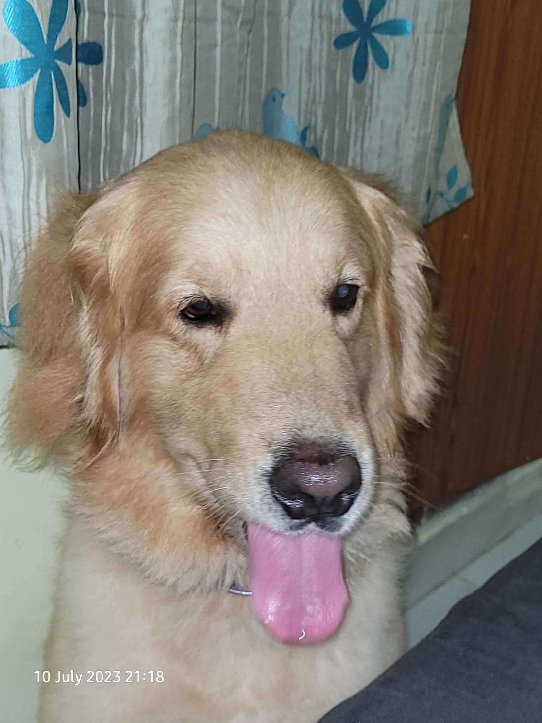 Golden Retriever Dogs For Mating In Lucknow