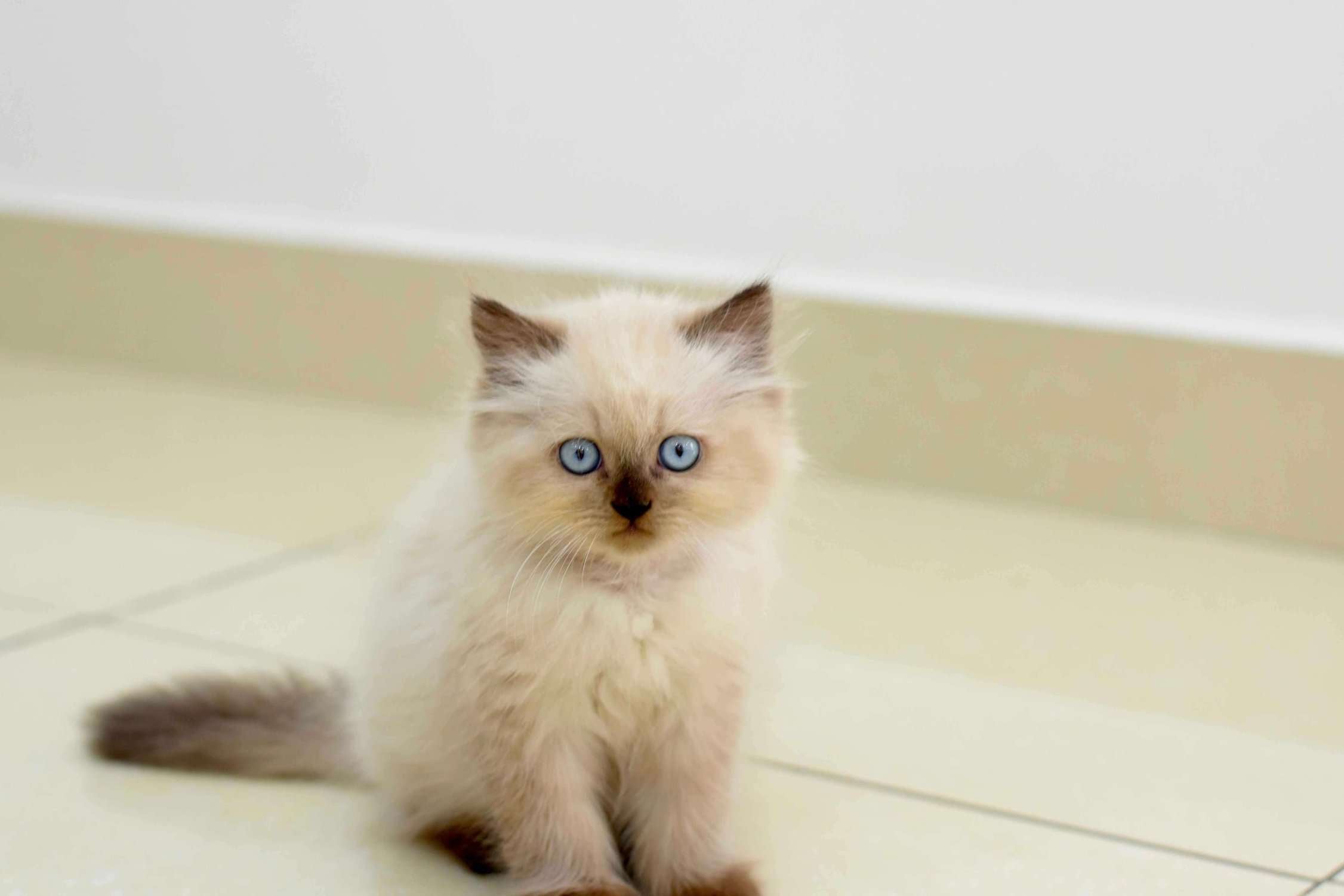 Ragdoll For Sale In Bangalore