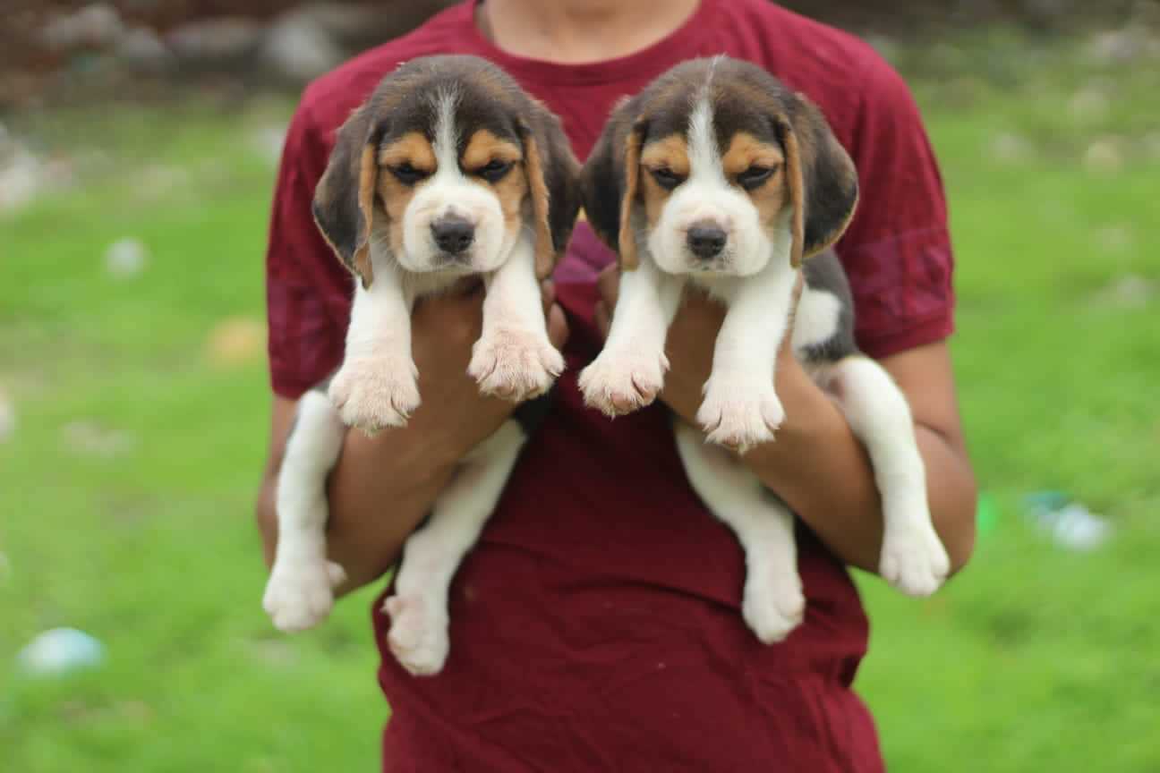 Beagle For Sale In Bangalore