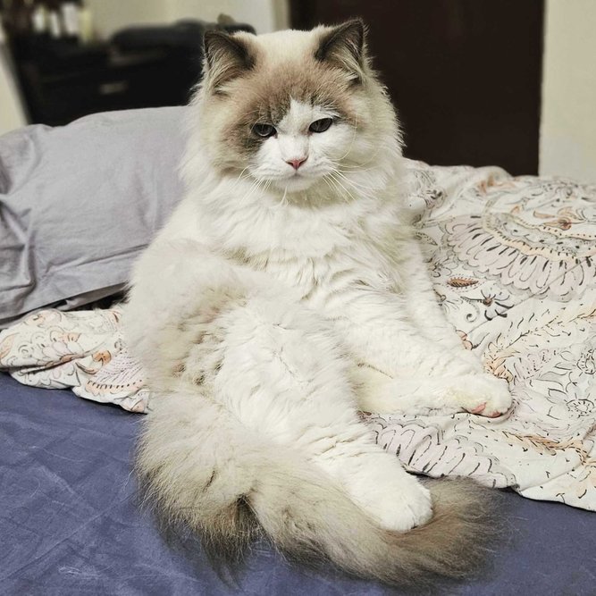 Find Purebred Ragdoll Kittens for sale India Mr n Mrs Pet